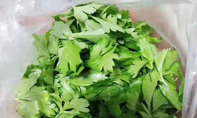 芹菜叶子怎么发黄还卷？芹菜叶子发黄卷曲的解决方法是什么？