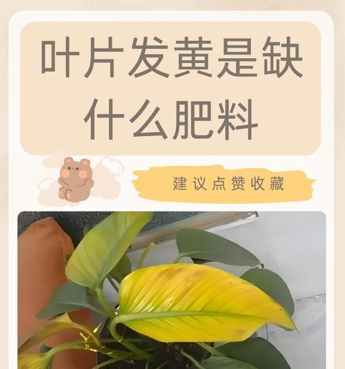芹菜叶子怎么发黄还卷？芹菜叶子发黄卷曲的解决方法是什么？