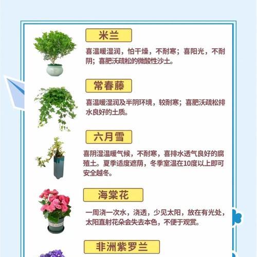 君子兰调水养的方法有哪些？