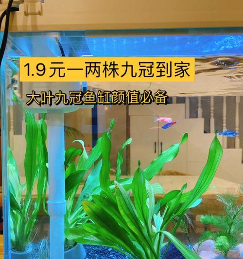 九冠叶子发黄的处理方法有哪些？