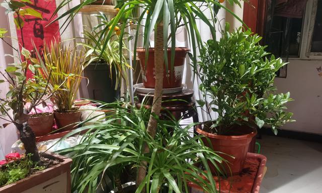 贵阳室内阳台适合种植哪些花卉？