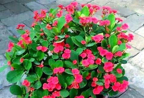 贵阳室内阳台适合种植哪些花卉？