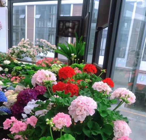 贵阳室内阳台适合种植哪些花卉？