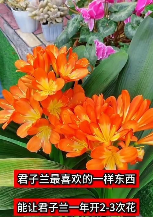独一棵君子兰的养护方法是什么？如何确保其健康成长？