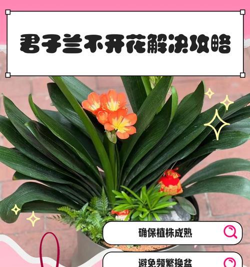 独一棵君子兰的养护方法是什么？如何确保其健康成长？
