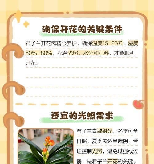 独一棵君子兰的养护方法是什么？如何确保其健康成长？
