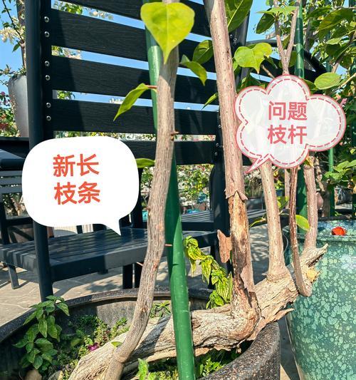 三角梅杆子长了怎么修剪？