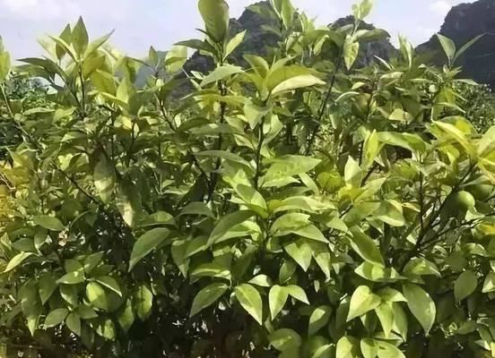 耙耙柑树叶子黄化是什么问题？如何处理？