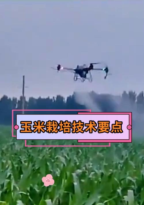 玉米种植有哪些栽培技术要点？
