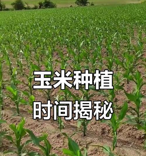 玉米种植有哪些栽培技术要点？