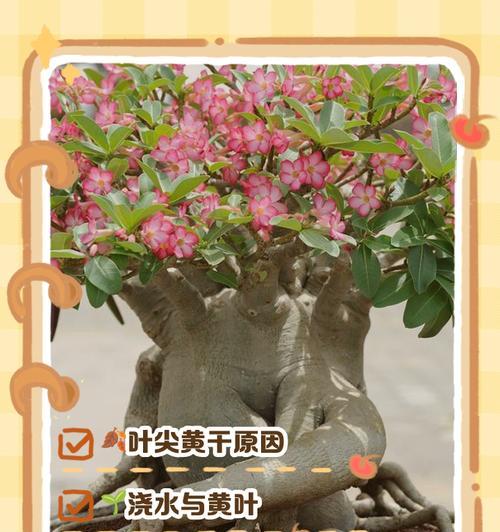 洛神玫瑰叶子发黄是什么原因？