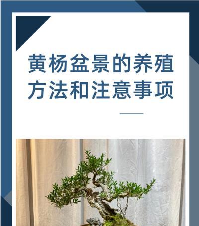 八房紫檀盆景的养护方法是什么？
