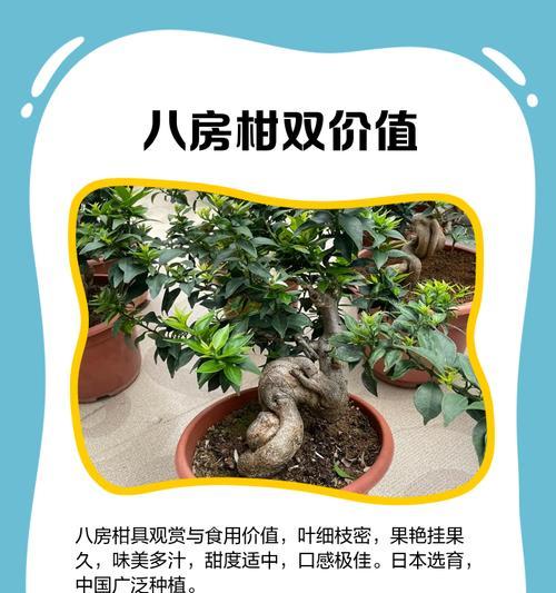 八房紫檀盆景的养护方法是什么？