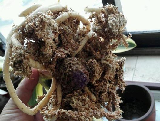 君子兰根部变褐色是什么原因造成的？