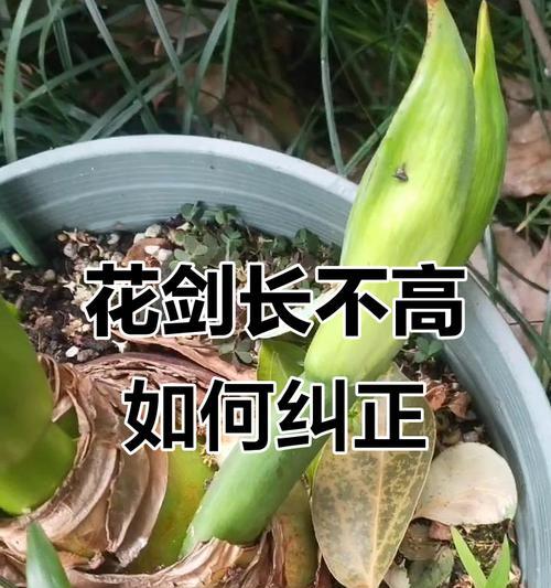 朱顶红花剑尖变黄的可能原因？