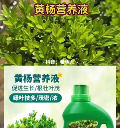 新栽的黄杨叶子发黄怎么回事？可能的原因是什么？