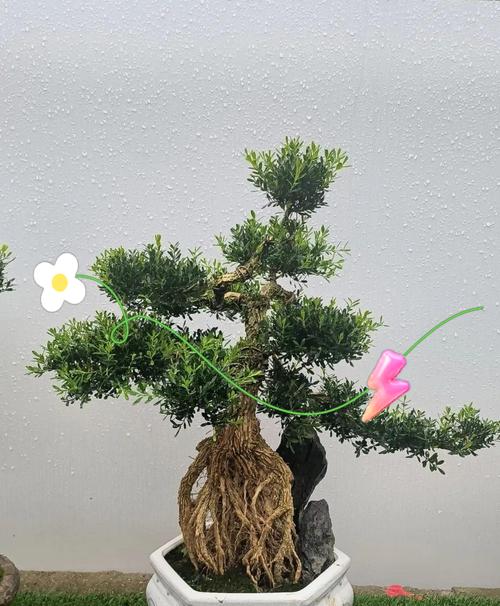 新栽的黄杨叶子发黄怎么回事？可能的原因是什么？