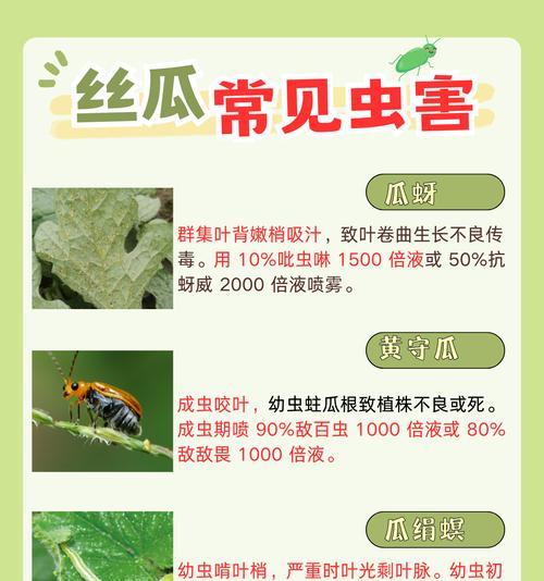 秋丝瓜最佳播种时间是什么时候？