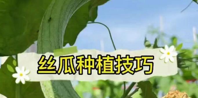 秋丝瓜最佳播种时间是什么时候？