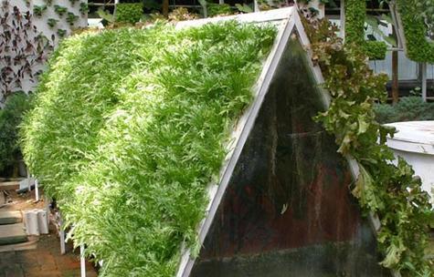 水竹移植的栽培技术要点是什么？