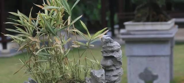 水竹移植的栽培技术要点是什么？
