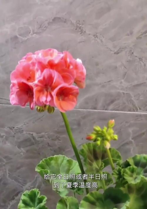 瑞典天竺葵的养护方法是什么？