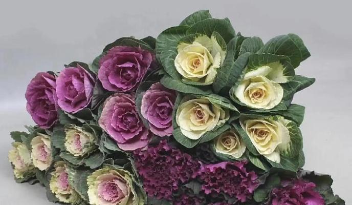 芸薹栽培技术特点是什么？