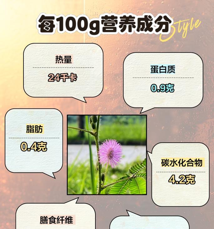 含羞叶子发黄怎么办？如何恢复含羞草的活力？