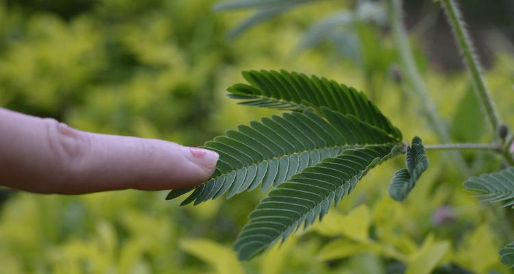 含羞叶子发黄怎么办？如何恢复含羞草的活力？