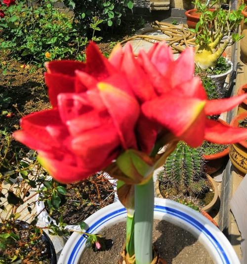 朱顶红种球能判断是什么花吗？如何识别？