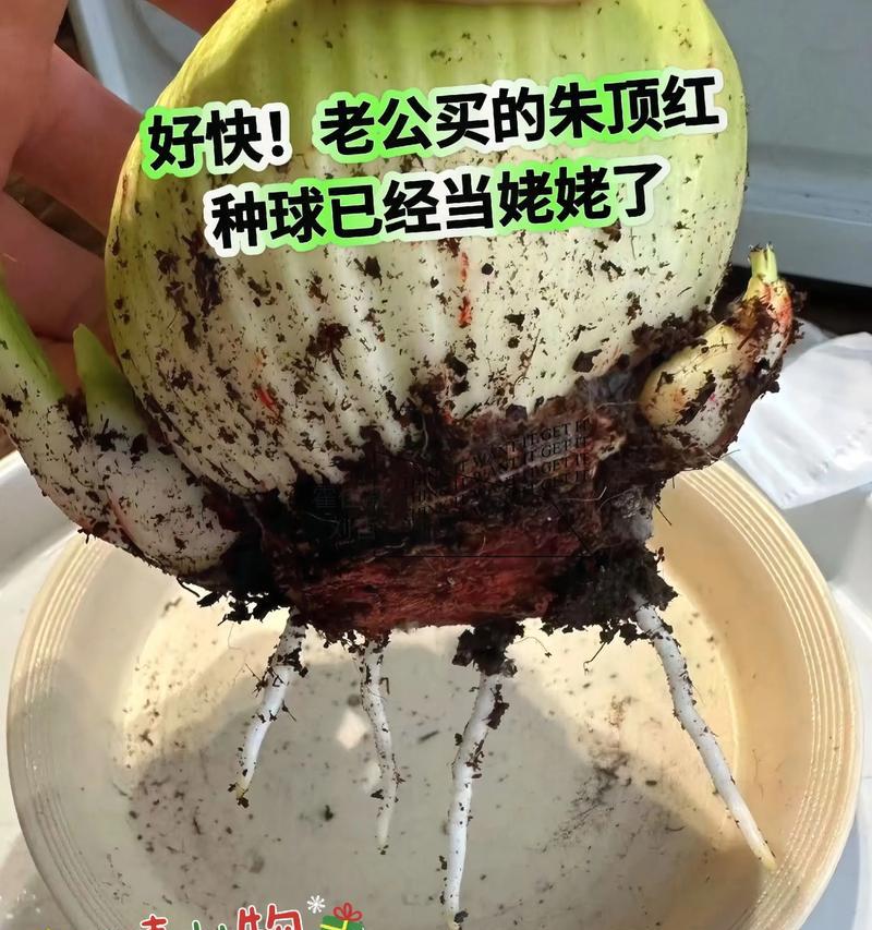 朱顶红种球能判断是什么花吗？如何识别？