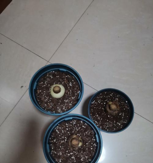 朱顶红种球能判断是什么花吗？如何识别？