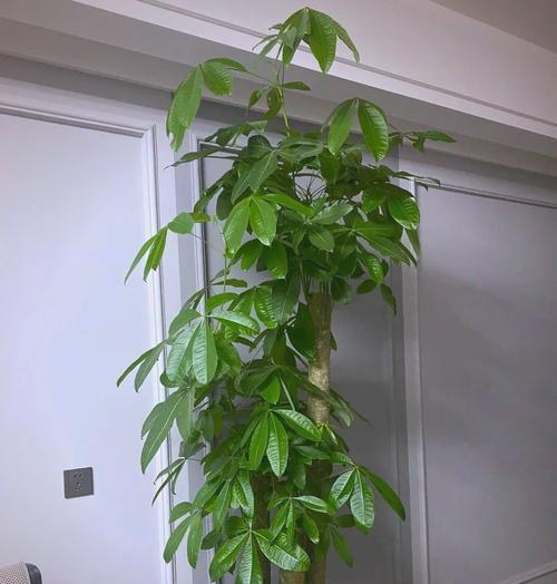 阳台适合摆放哪些花？这些花有什么特别的养护要求吗？