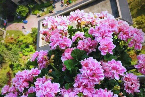 阳台适合摆放哪些花？这些花有什么特别的养护要求吗？
