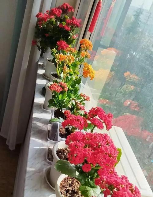 阳台适合摆放哪些花？这些花有什么特别的养护要求吗？