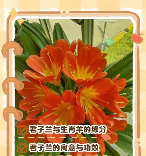 君子兰适合使用哪些土肥？