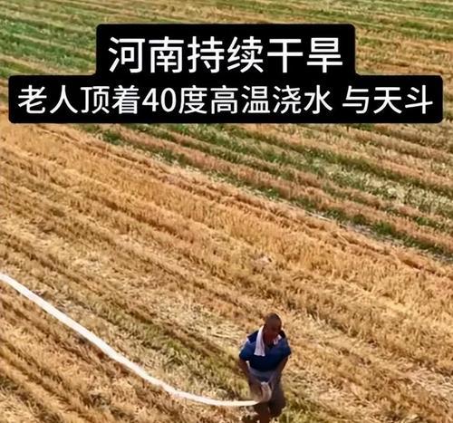 麦田播种玉米的最佳方法是什么？