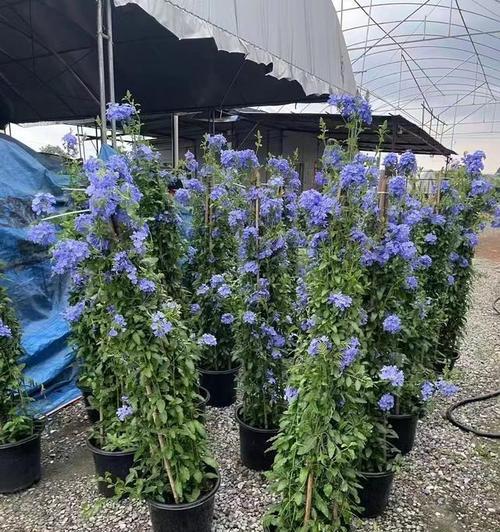 如何挑选优质的铁线莲苗？挑选时应注意哪些要点？