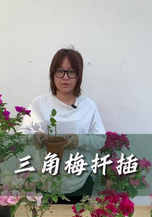 在家如何进行三角梅的扦插繁殖？