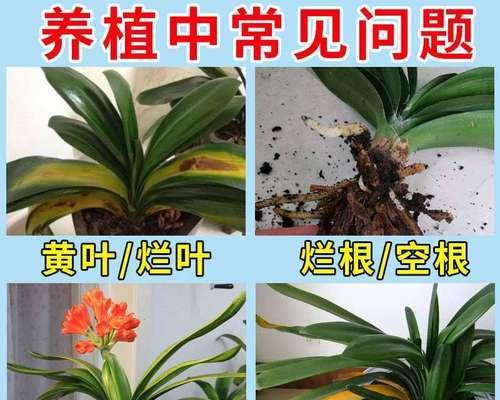 君子兰枯根的原因及预防措施