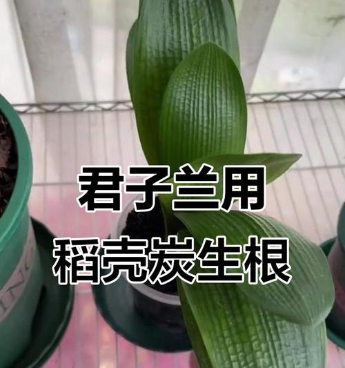 君子兰枯根的原因及预防措施