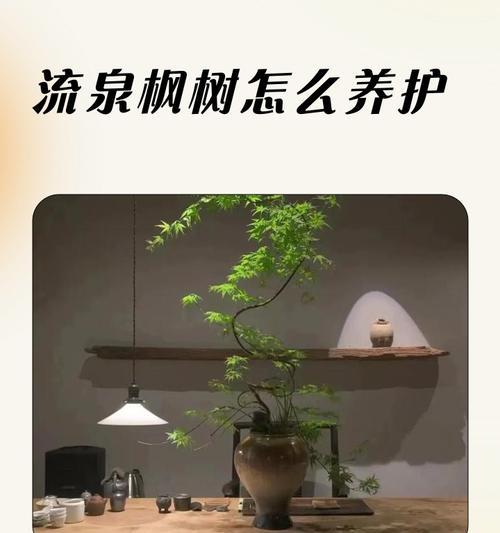 流泉枫叶子尖黄枯的解决措施是什么？