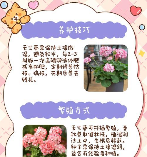 天竺葵花架选择指南？