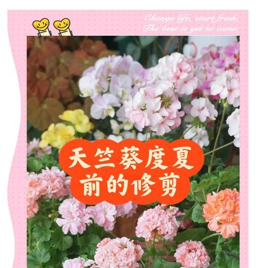 天竺葵花架选择指南？