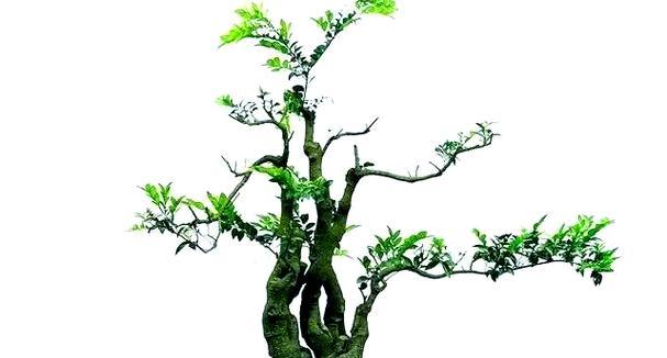 木本植物盆栽枝干过长的处理方法？