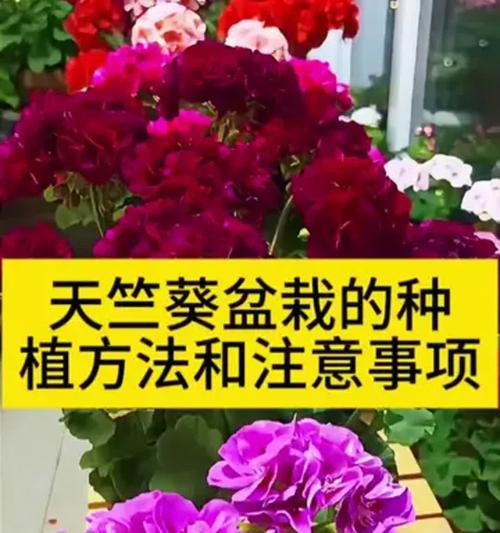 天竺葵黄玫瑰的养护技巧有哪些？如何养好天竺葵黄玫瑰？
