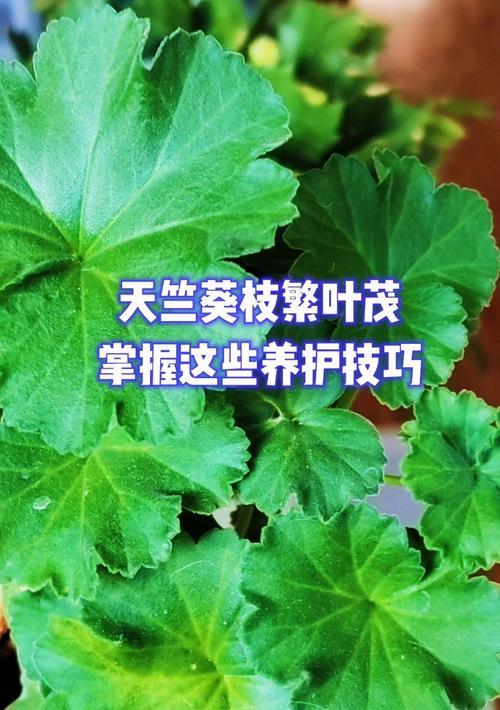 天竺葵琥珀花骨朵的养护技巧是什么？