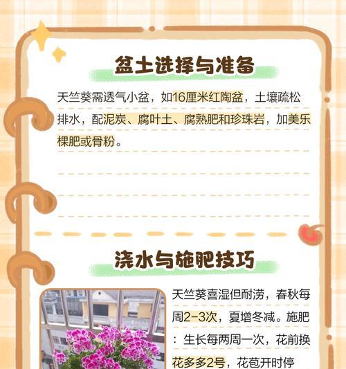 天竺葵琥珀花骨朵的养护技巧是什么？