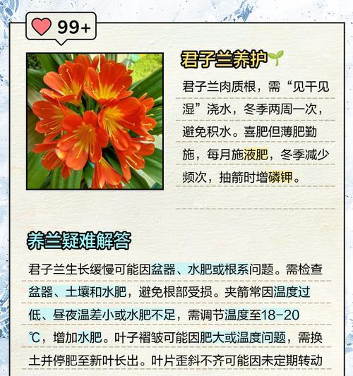 君子兰精品养护技巧有哪些？