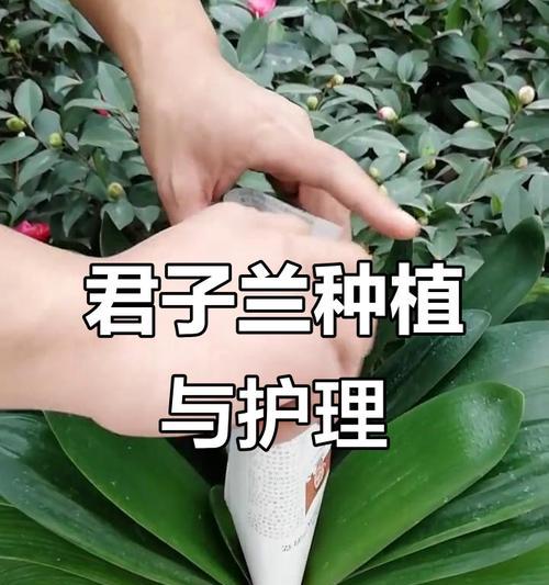 君子兰精品养护技巧有哪些？